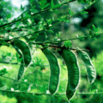 Scotch Broom seed pods