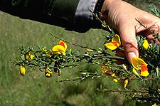 Scotch Broom flowers